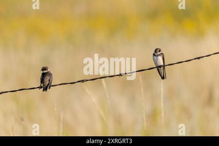 Des hirondelles à ailettes rugueuses du Nord (Stelgidopteryx serripennis) se perchent sur une clôture en fil de fer barbelé au Upper souris National Wildlife refuge dans le Dakota du Nord. Banque D'Images