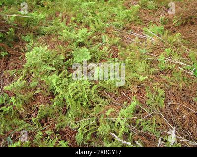 Fougère dure (Paesia scaberula) Plantae Banque D'Images