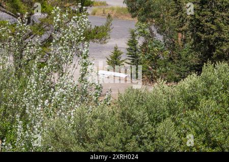 Ordures polluant la nature entre les arbres dans une forêt Banque D'Images