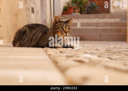 Chat Tabby allongé sur les pavés dans l'allée de la ville historique de Bocairent, Espagne Banque D'Images