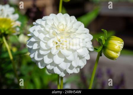 Dahlia 'mariage de Petra' un Dahlia décoratif avec des fleurs blanches pures en été Banque D'Images