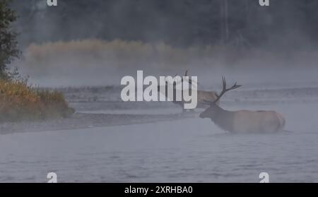 Elk rocheux (Cervus canadensis nelsoni) traversant la rivière serpent dans le parc national de Grand Teton pendant l'ornière d'automne. Banque D'Images