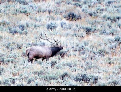 Elan boeuf des montagnes Rocheuses (Cervus canadensis nelsoni) pendant l'ornière d'automne, parc national de Yellowstone, Wyoming, Amérique du Nord Banque D'Images