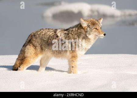 Coyote (Canis latrans) avec la côte hivernale de chasse dans la neige, parc national de Yellowstone, Wyoming, Amérique du Nord Banque D'Images