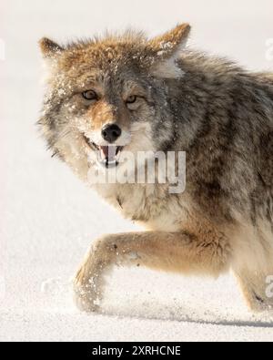 Coyote (Canis latrans) avec la côte hivernale de chasse dans la neige, parc national de Yellowstone, Wyoming, Amérique du Nord Banque D'Images