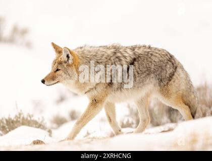 Coyote (Canis latrans) avec la côte hivernale de chasse dans la neige, parc national de Yellowstone, Wyoming, Amérique du Nord Banque D'Images