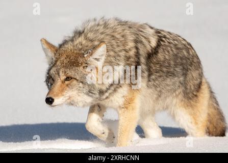 Coyote (Canis latrans) avec la côte hivernale de chasse dans la neige, parc national de Yellowstone, Wyoming, Amérique du Nord Banque D'Images