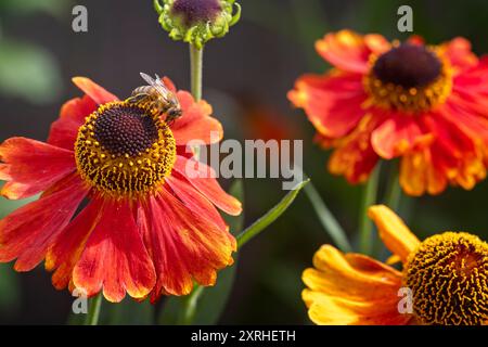 Gros plan d'une guêpe rayée recueillant le pollen d'une fleur d'échinacée rouge et orange Banque D'Images