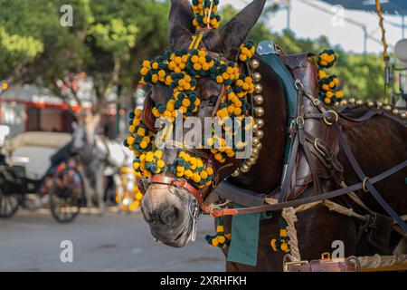 Art équestre exposé, les chevaux effectuent du dressage dans le cadre animé de Malaga Fair, un joyau de la tradition et de la fête espagnoles Banque D'Images