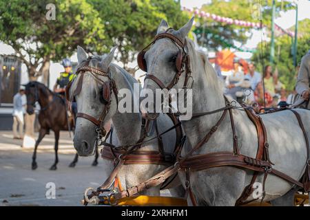 Art équestre exposé, les chevaux effectuent du dressage dans le cadre animé de Malaga Fair, un joyau de la tradition et de la fête espagnoles Banque D'Images