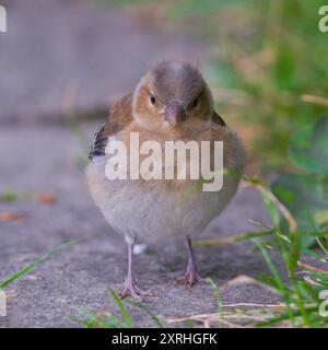 Fringilla coelebs aka Common Chaffinch Baby sur le sol. Recherche de nourriture. Banque D'Images