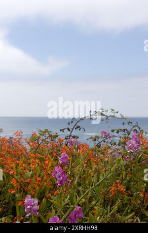 Fleurs sauvages de pois doux et de crocosmie poussant près de l'océan à Yachats, Oregon. Banque D'Images