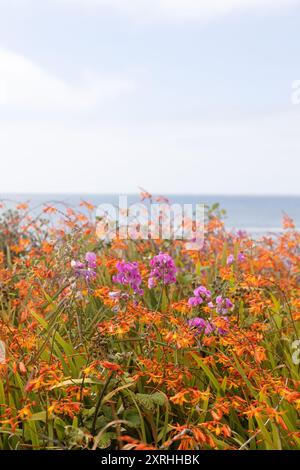 Fleurs sauvages de pois doux et de crocosmie poussant près de l'océan à Yachats, Oregon. Banque D'Images