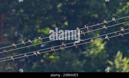 Troupeau de Hirundo rustica aka Barn hirondelle perchée sur fil électrique. Banque D'Images