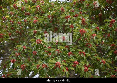 Vue panoramique d'un arbre Skimmia japonica un arbuste dense à feuilles persistantes avec des fleurs parfumées et des fruits brillants au jardin Shukkei-en à Hiroshima au Japon Banque D'Images