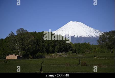 Paysage avec vue panoramique sur le mont Fuji et les champs de thé luxuriants à l'emplacement renommé Obuchi Sasaba dans la ville de Fuji, Shizuoka Japon. Banque D'Images