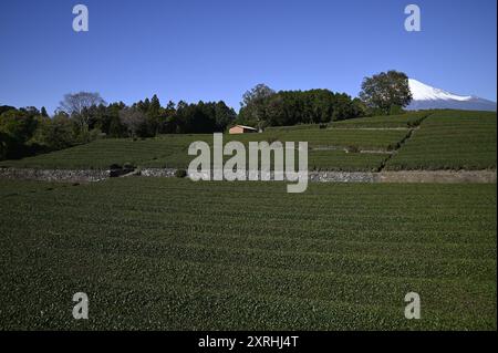 Paysage avec vue panoramique sur le mont Fuji et les champs de thé luxuriants à l'emplacement renommé Obuchi Sasaba dans la ville de Fuji, Shizuoka Japon. Banque D'Images