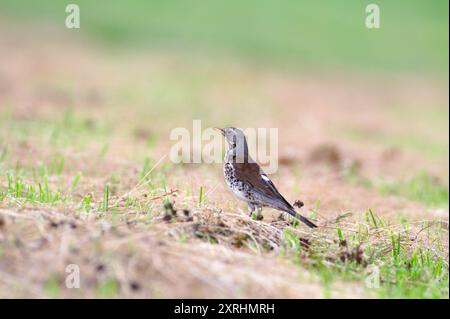 Bird Turdus pilaris aka Fieldfare est à la recherche de nourriture sur le terrain. Banque D'Images