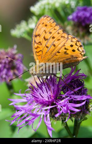 Argynnis adippe alias High Brown Fritillary. Papillon commun en république tchèque. Banque D'Images