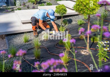 Un jardinier place soigneusement les plantes et prépare un aménagement de jardin moderne, entouré de fleurs en fleurs et d'irrigation goutte à goutte. Banque D'Images