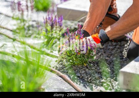 Un jardinier coupe soigneusement les plantes de lavande poussant parmi les pierres décoratives dans un espace extérieur ensoleillé. Banque D'Images