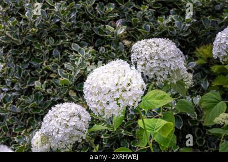 Hortensia macrophylla ou hortensia fleurs blanches, gros plan Banque D'Images