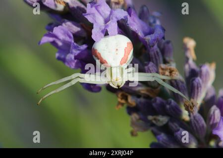 Misumena vatia aka crabe araignée chasse l'insecte sur la fleur de levandre. Pose menaçante. Banque D'Images