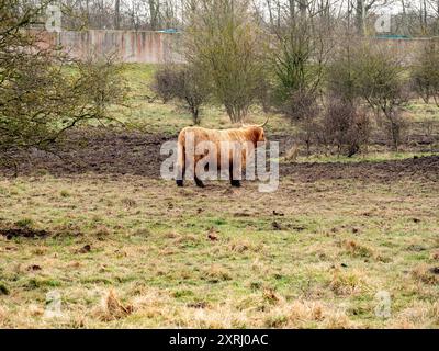 Scottish Highland Cow sur un champ Banque D'Images