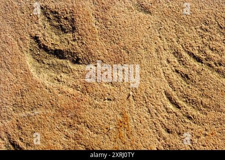 Vue rapprochée des textures de sable complexes qui imitent le plâtre, mettant en valeur les formations naturelles. Banque D'Images