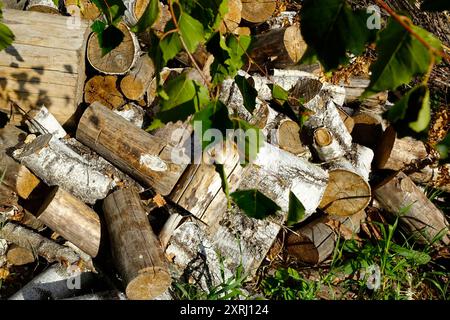 Les bûches de bouleau et de pin sont empilées sous des branches feuillues dans une zone boisée naturelle. Banque D'Images