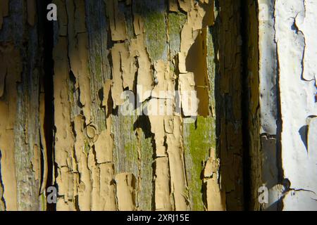 Le mur en bois vieilli présente de la peinture fissurée avec des notes de mousse vibrante et des textures complexes. Banque D'Images