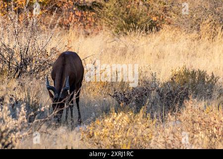 Libre d'un bubale rouge Alcelaphus buselaphus Caama -- également connue sous le nom de Kongoni, bubale du cap ou sur les plaines d'Etosha. Banque D'Images