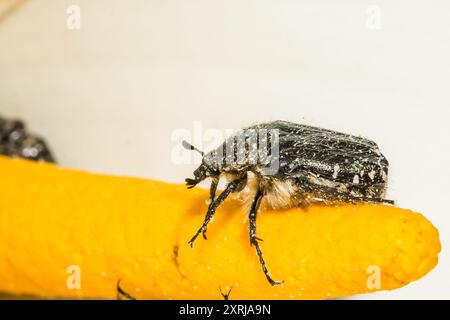 Chafer à pois méditerranéens - Oxythyrea funesta Banque D'Images