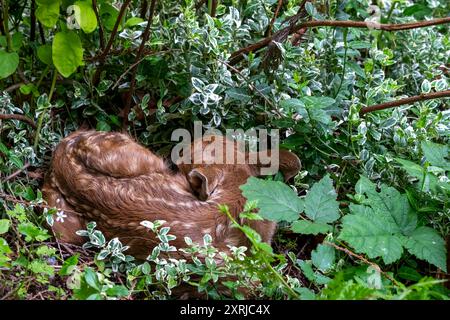 Issaquah, Washington, États-Unis. Faon de cerf à queue noire enroulé dans le sous-bois d'une forêt. Banque D'Images