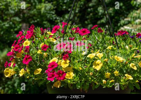 Issaquah, Washington, États-Unis. Jardinière suspendue de Calibrachoa, plantes herbacées avec axe de pousses ligneuses qui poussent annuel ou pérenne. Banque D'Images