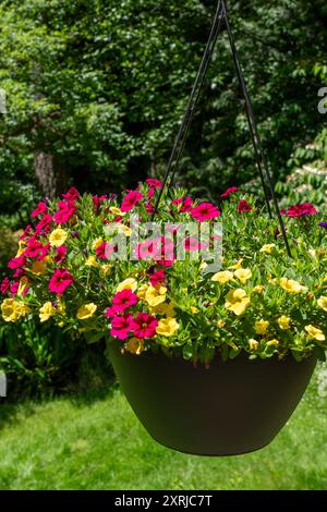 Issaquah, Washington, États-Unis. Jardinière suspendue de Calibrachoa, plantes herbacées avec axe de pousses ligneuses qui poussent annuel ou pérenne. Banque D'Images