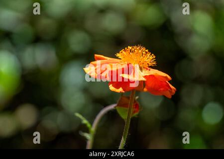 Issaquah, Washington, États-Unis. Fleur écarlate Avens Banque D'Images