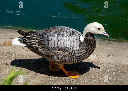 Woodland Park Zoo, Seattle, WA. Empereur Goose Banque D'Images