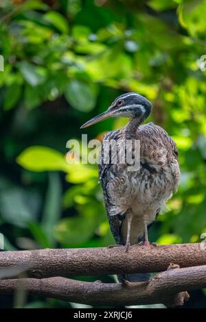 Woodland Park Zoo, Seattle, WA. Sunbittern perché sur une branche Banque D'Images