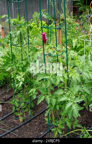 Issaquah, Washington, États-Unis. Chocolat Cherry plants de tomates poussant à l'intérieur d'une cage de tomate en métal Banque D'Images