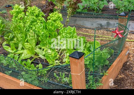 Issaquah, Washington, États-Unis. Divers types de laitue poussant dans un jardin clôturé surélevé dans un jardin communautaire Banque D'Images