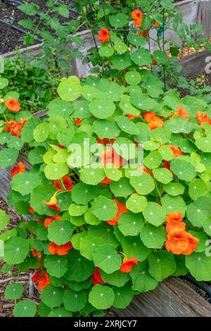 Issaquah, Washington, États-Unis. Nasturtiums poussant sur le côté d'une plante de tomate. Ce sont des plantes compagnons. Banque D'Images