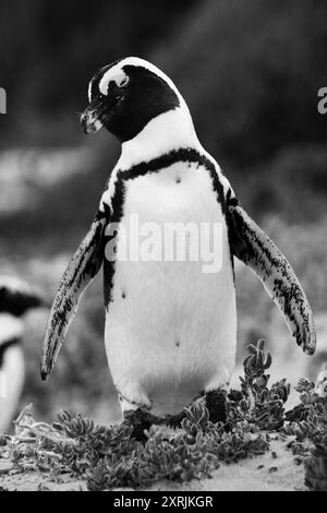 Pingouins africains à Boulders Beach, Afrique du Sud Banque D'Images
