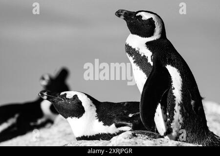 Pingouins africains à Boulders Beach, Afrique du Sud Banque D'Images