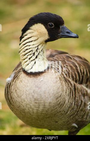 Nene Goose, Maui Hawaii Banque D'Images