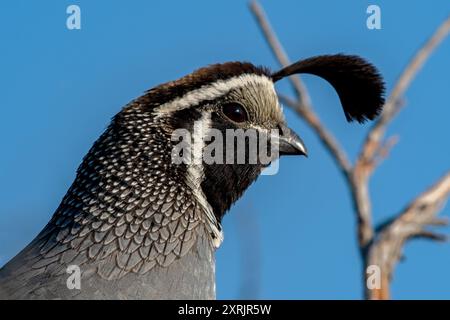 Californie caille dans le soleil du matin Banque D'Images