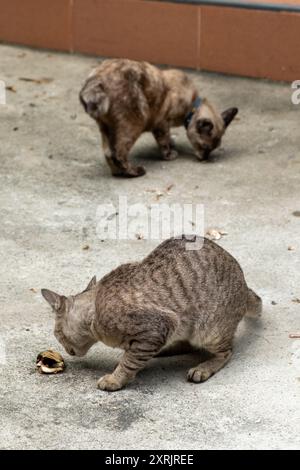 Deux chats sur un sol en béton, debout et mangeant de la nourriture sur le sol Banque D'Images