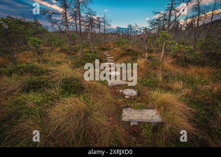 Sentier fait de planches de bois au-dessus de la tourbière, serpente dans la forêt d'automne, Tinovul Mohos, Transylvanie, Roumanie, Europe Banque D'Images