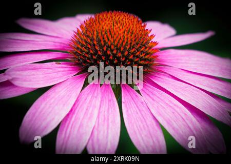 Photo de la plante médicinale Echinacea Banque D'Images