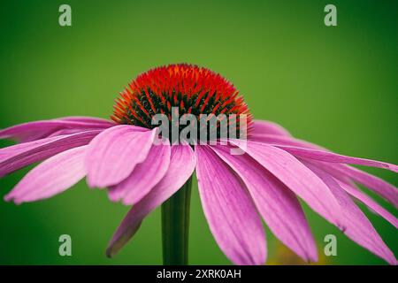 Photo de la plante médicinale Echinacea Banque D'Images